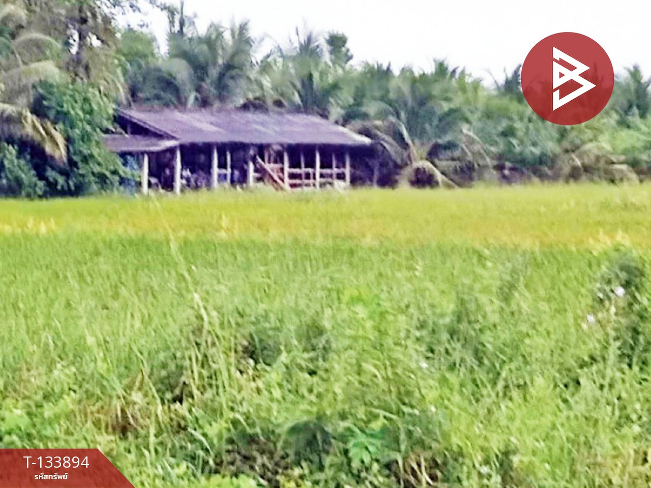 ขายที่ดิน เนื้อที่ 3 ไร่ 3 งาน 6 ตร.วา ระโนด สงขลา 1