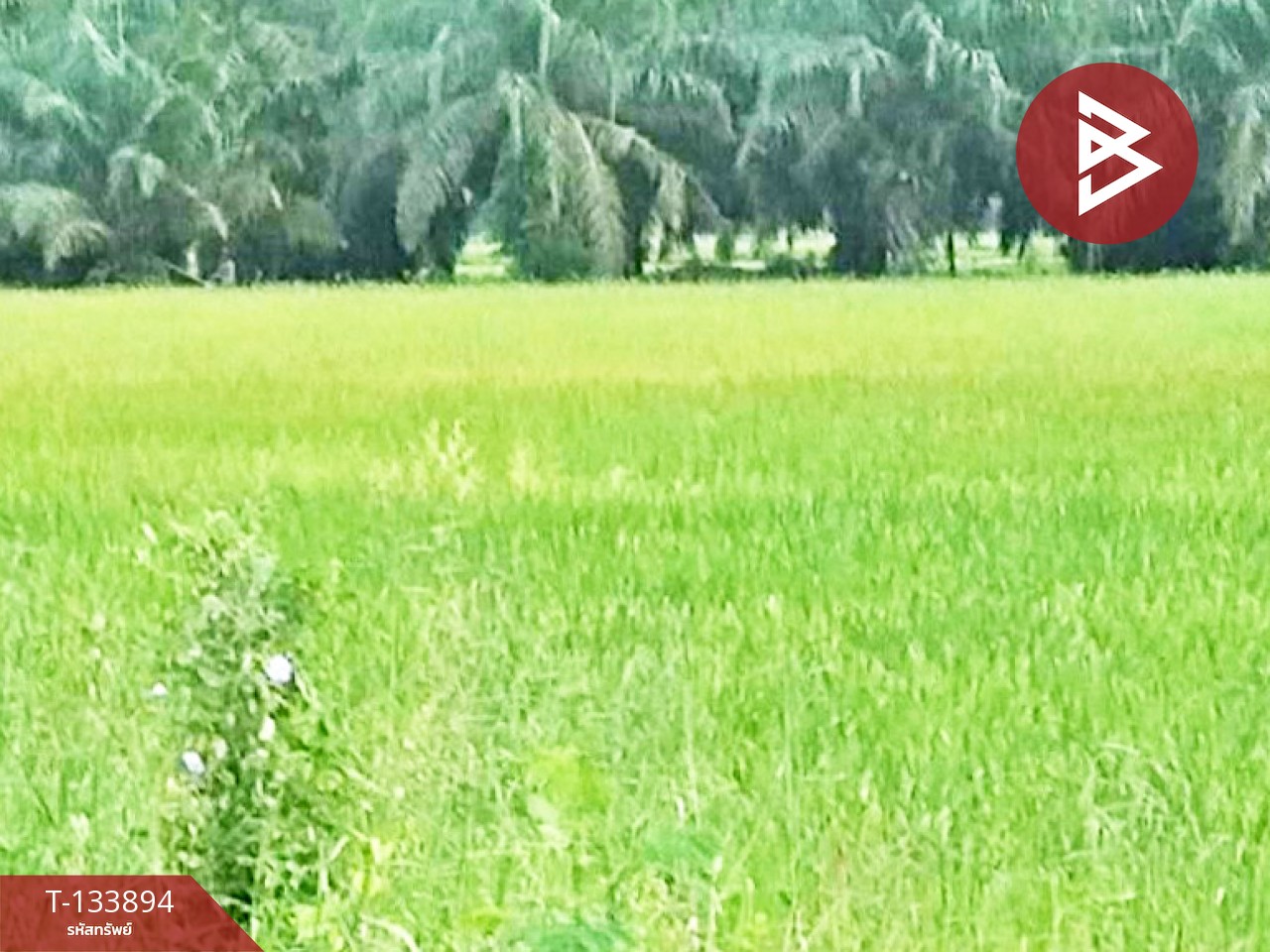 ขายที่ดิน เนื้อที่ 3 ไร่ 3 งาน 6 ตร.วา ระโนด สงขลา 3