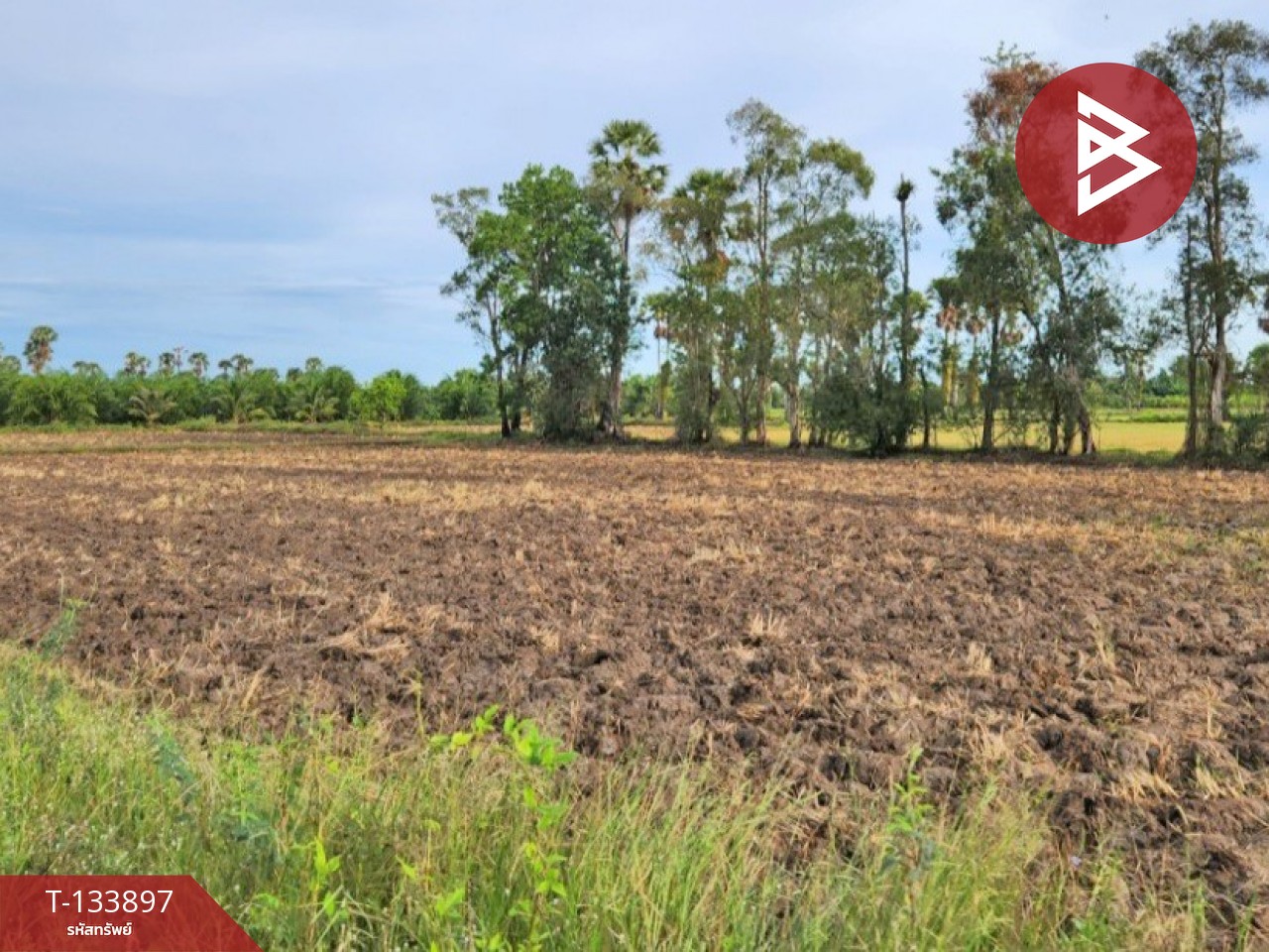 ขายที่ดิน เนื้อที่ 7 ไร่ 88 ตารางวา อำเภอระโนด สงขลา 3