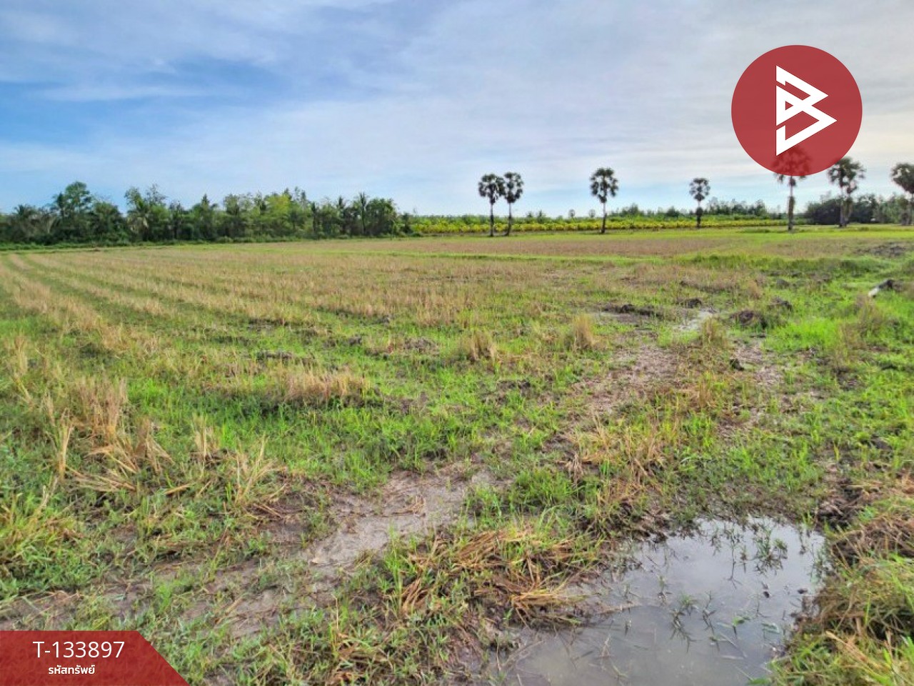 ขายที่ดิน เนื้อที่ 7 ไร่ 88 ตารางวา อำเภอระโนด สงขลา 1