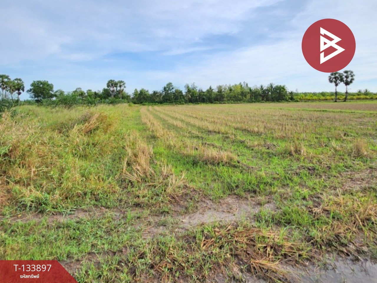 ขายที่ดิน เนื้อที่ 7 ไร่ 88 ตารางวา อำเภอระโนด สงขลา 2