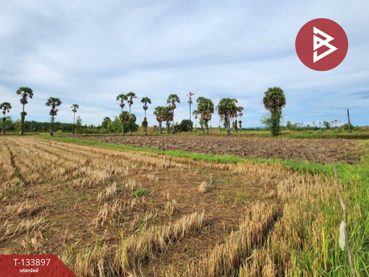 ขายที่ดิน เนื้อที่ 7 ไร่ 88 ตารางวา อำเภอระโนด สงขลา 5