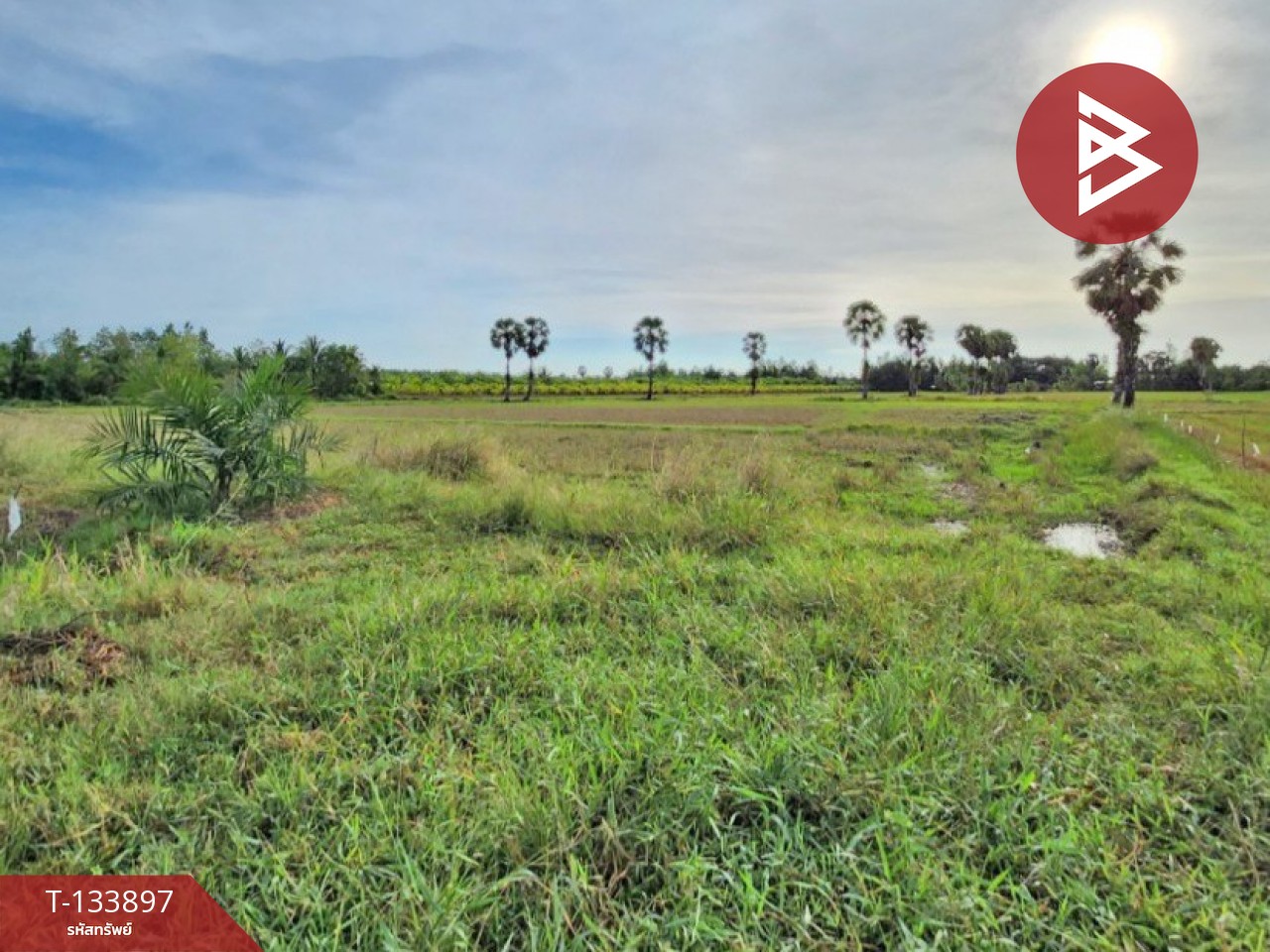 ขายที่ดิน เนื้อที่ 7 ไร่ 88 ตารางวา อำเภอระโนด สงขลา 4