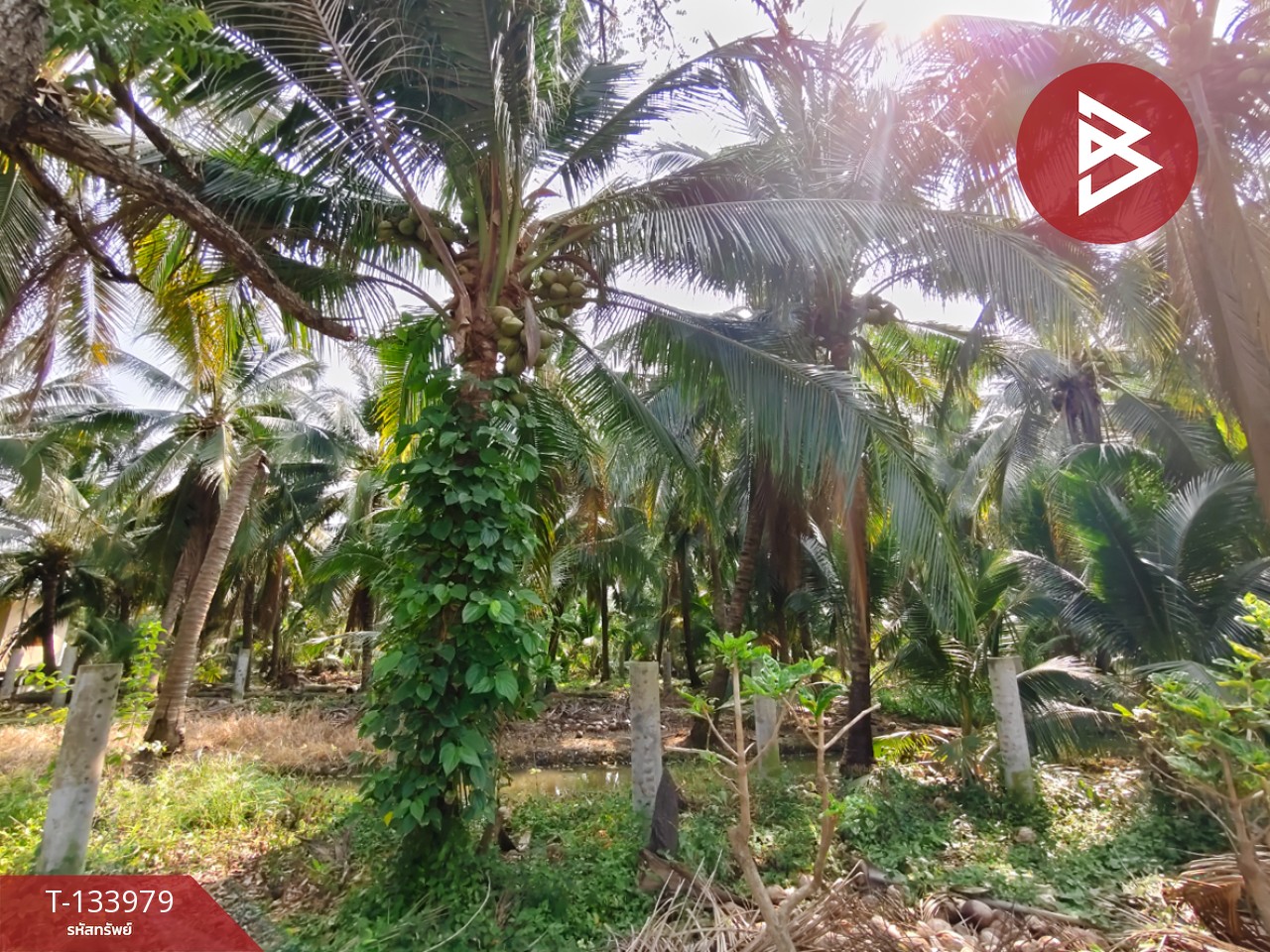 ขายที่ดินพร้อมสิ่งปลูกสร้าง เนื้อที่ 10 ไร่ บ้านแพ้ว สมุทรสาคร 3