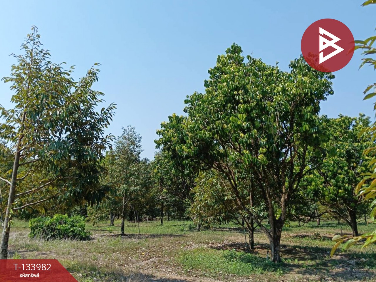 ขายที่ดิน เนื้อที่ 99 ไร่ 2 งาน 18.3 ตร.วา เขาสมิง ตราด 4