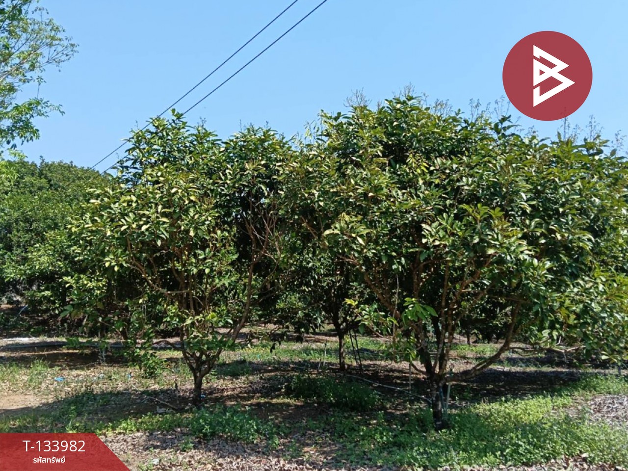 ขายที่ดิน เนื้อที่ 99 ไร่ 2 งาน 18.3 ตร.วา เขาสมิง ตราด 5