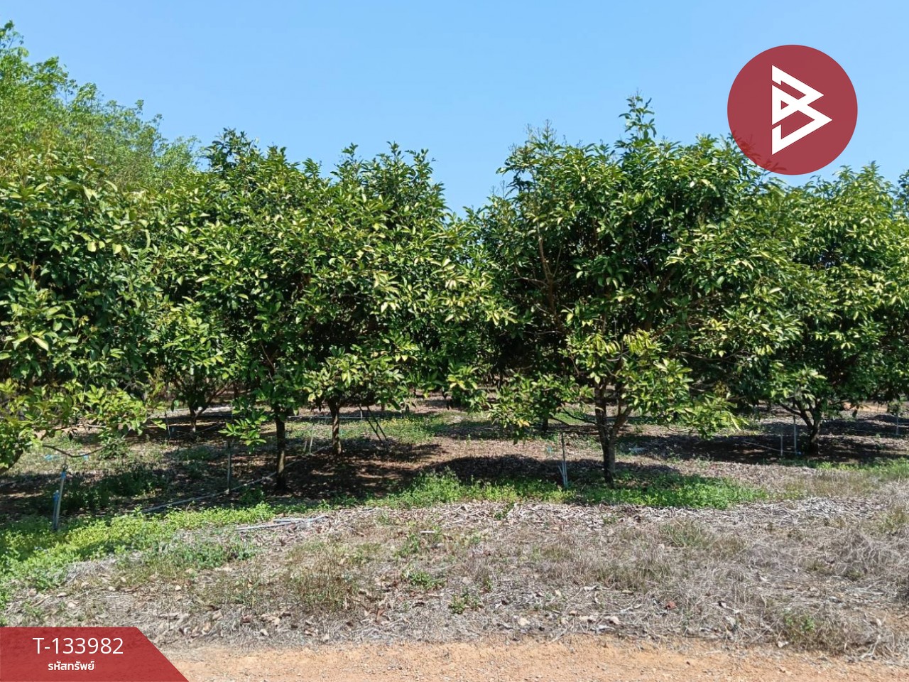 ขายที่ดิน เนื้อที่ 99 ไร่ 2 งาน 18.3 ตร.วา เขาสมิง ตราด 3