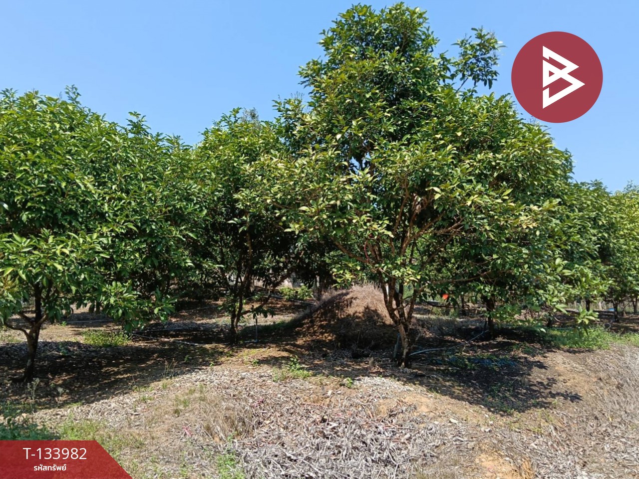 ขายที่ดิน เนื้อที่ 99 ไร่ 2 งาน 18.3 ตร.วา เขาสมิง ตราด 1