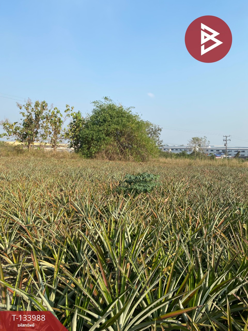 ขายที่ดิน เนื้อที่ 7 ไร่ นิคมพัฒนา ระยอง 1