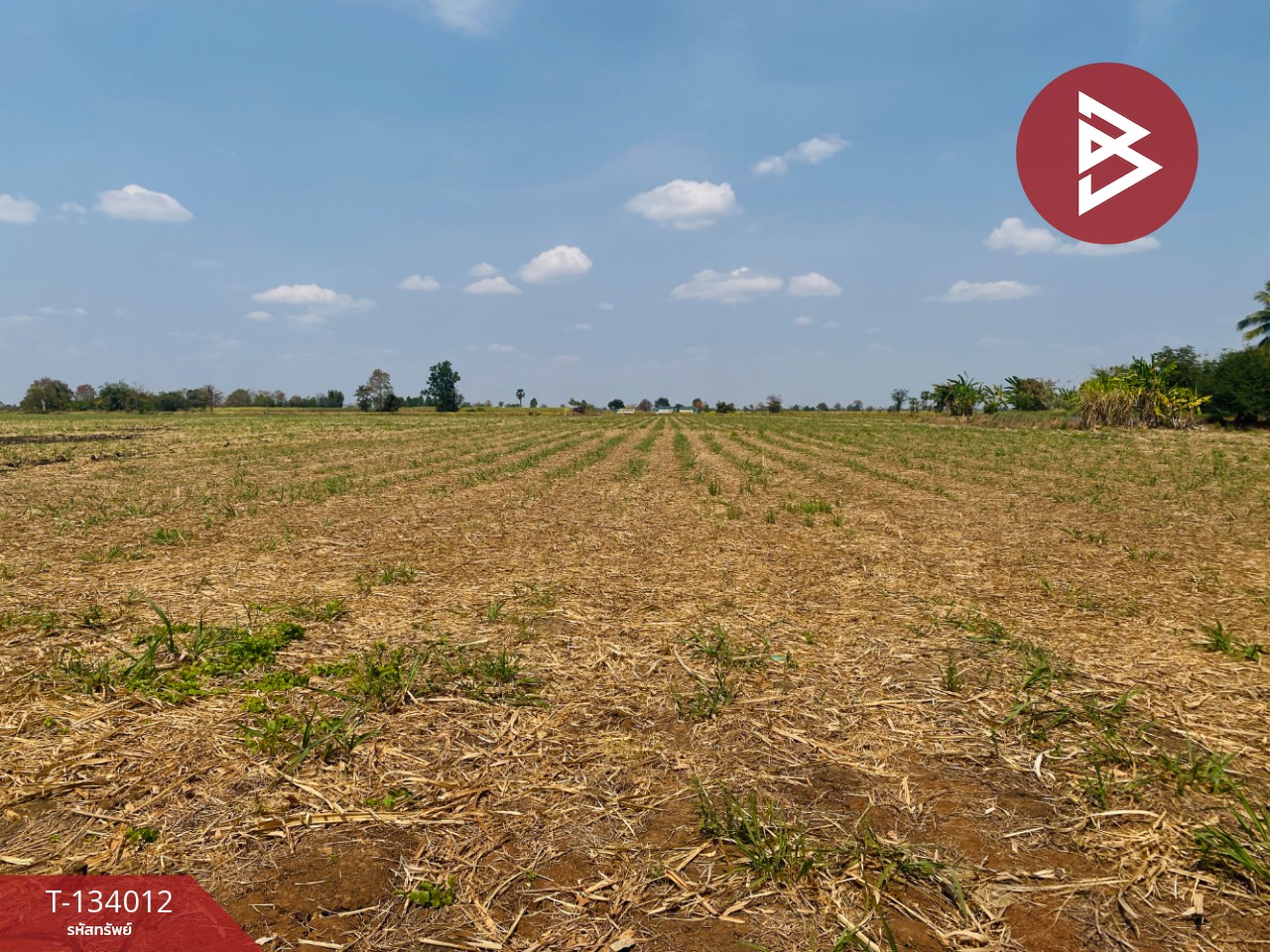 ขายที่ดินสวย เนื้อที่ 20 ไร่ 3 งาน 66 ตารางวา หนองบุญมาก นครราชสีมา ใกล้ถนน 24 10