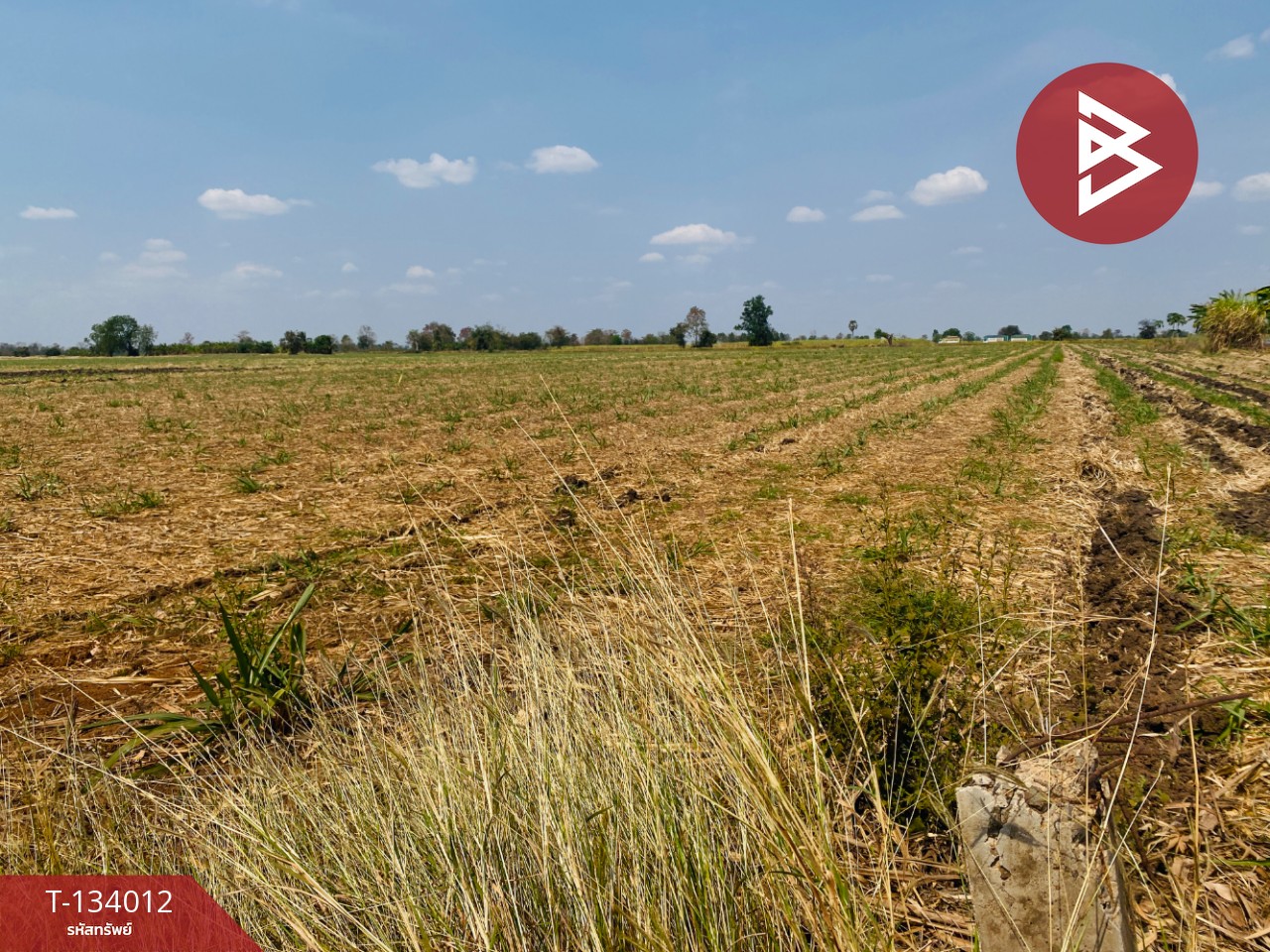 ขายที่ดินสวย เนื้อที่ 20 ไร่ 3 งาน 66 ตารางวา หนองบุญมาก นครราชสีมา ใกล้ถนน 24 11