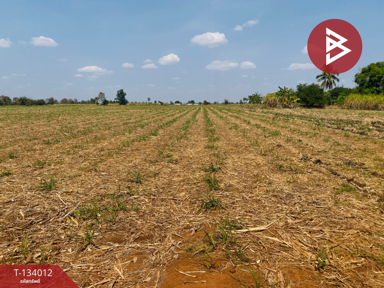 ขายที่ดินสวย เนื้อที่ 20 ไร่ 3 งาน 66 ตารางวา หนองบุญมาก นครราชสีมา ใกล้ถนน 24 15