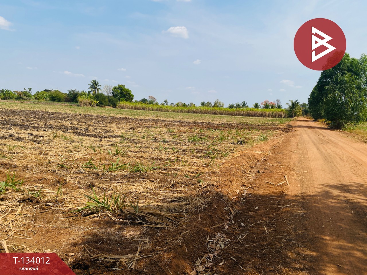 ขายที่ดินสวย เนื้อที่ 20 ไร่ 3 งาน 66 ตารางวา หนองบุญมาก นครราชสีมา ใกล้ถนน 24 8