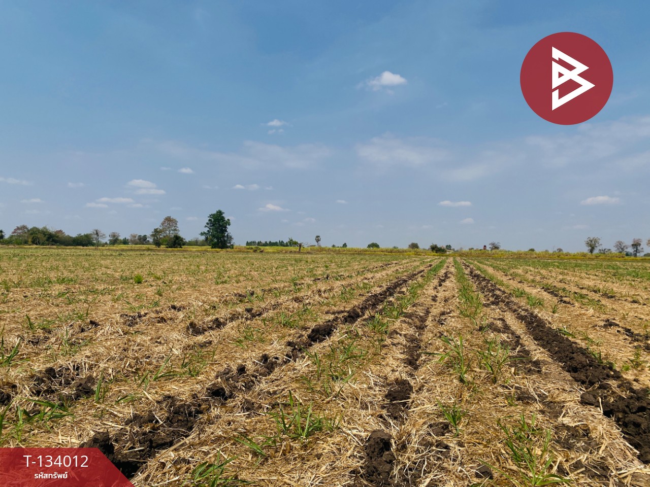 ขายที่ดินสวย เนื้อที่ 20 ไร่ 3 งาน 66 ตารางวา หนองบุญมาก นครราชสีมา ใกล้ถนน 24 9