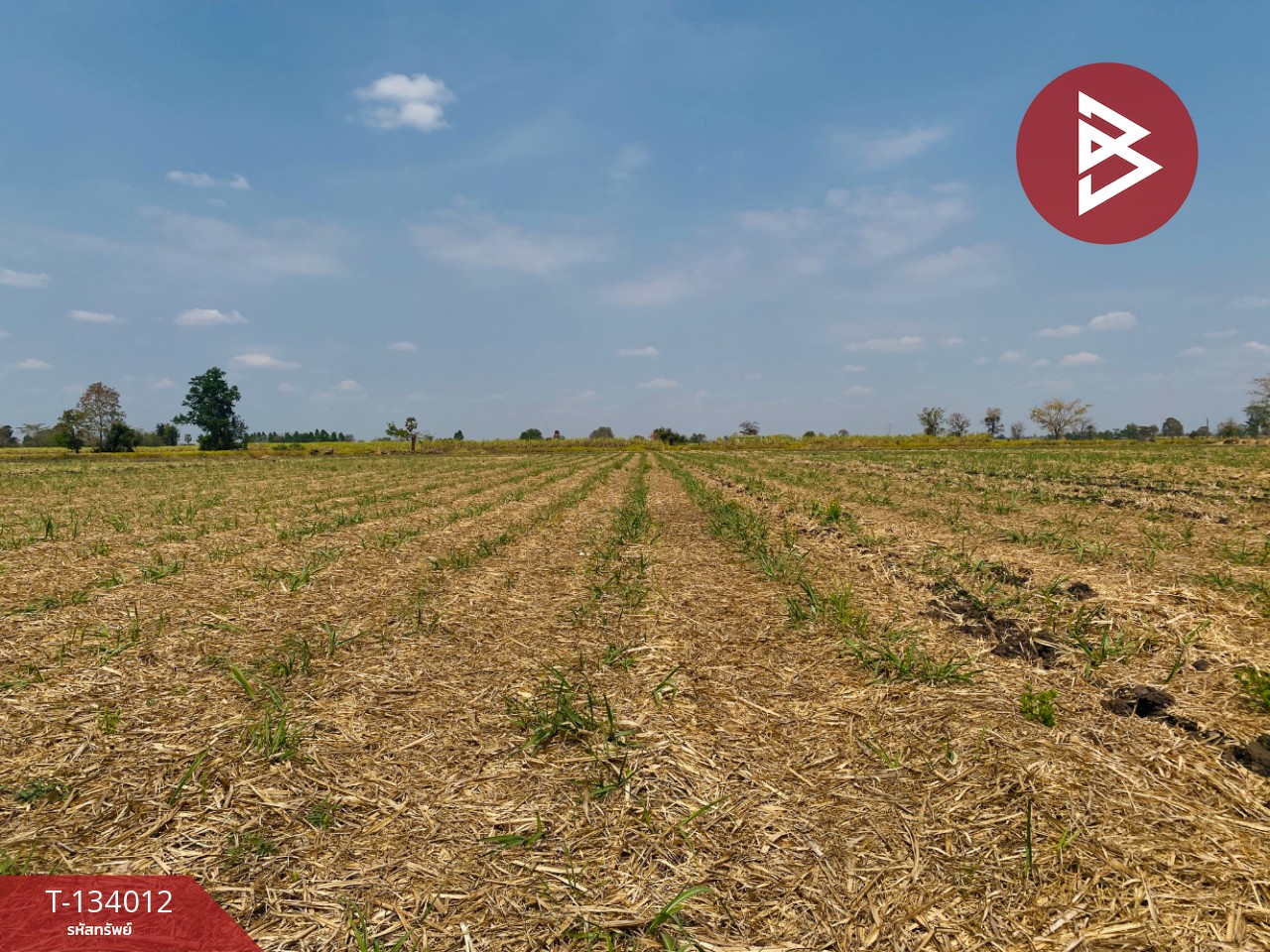 ขายที่ดินสวย เนื้อที่ 20 ไร่ 3 งาน 66 ตารางวา หนองบุญมาก นครราชสีมา ใกล้ถนน 24 12