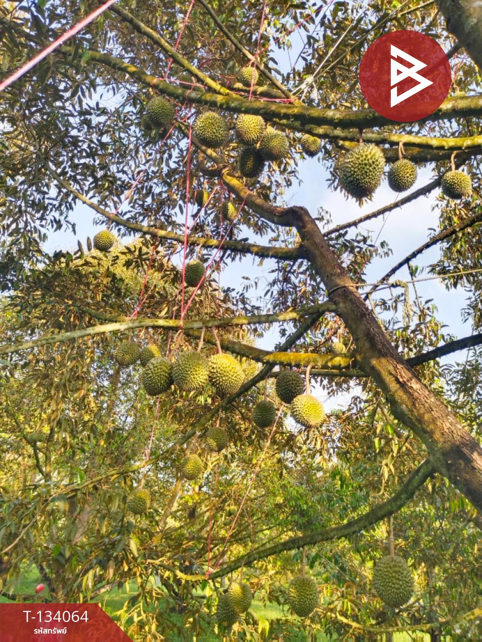 ขายที่ดิน เนื้อที่ 7 ไร่ 1 งาน 32 ตร.วา ท่าใหม่ จันทบุรี 8