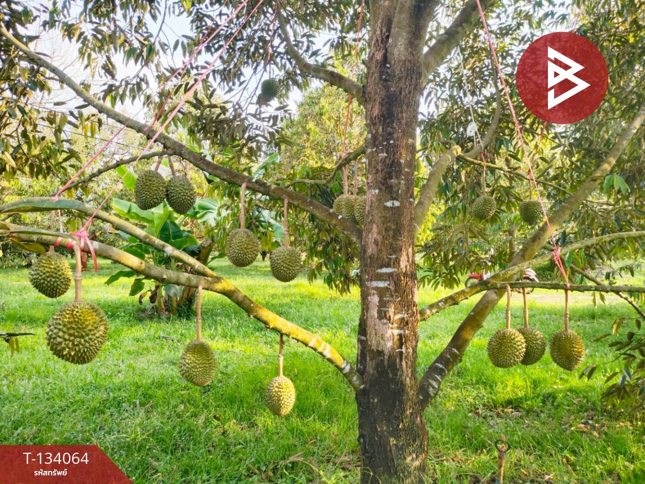 ขายที่ดิน เนื้อที่ 7 ไร่ 1 งาน 32 ตร.วา ท่าใหม่ จันทบุรี 11