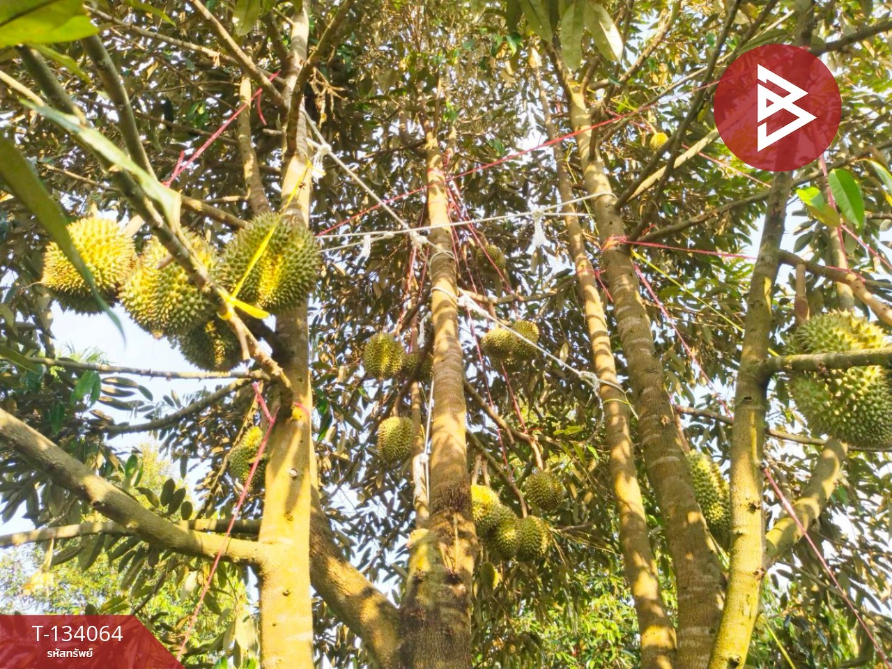 ขายที่ดิน เนื้อที่ 7 ไร่ 1 งาน 32 ตร.วา ท่าใหม่ จันทบุรี 10