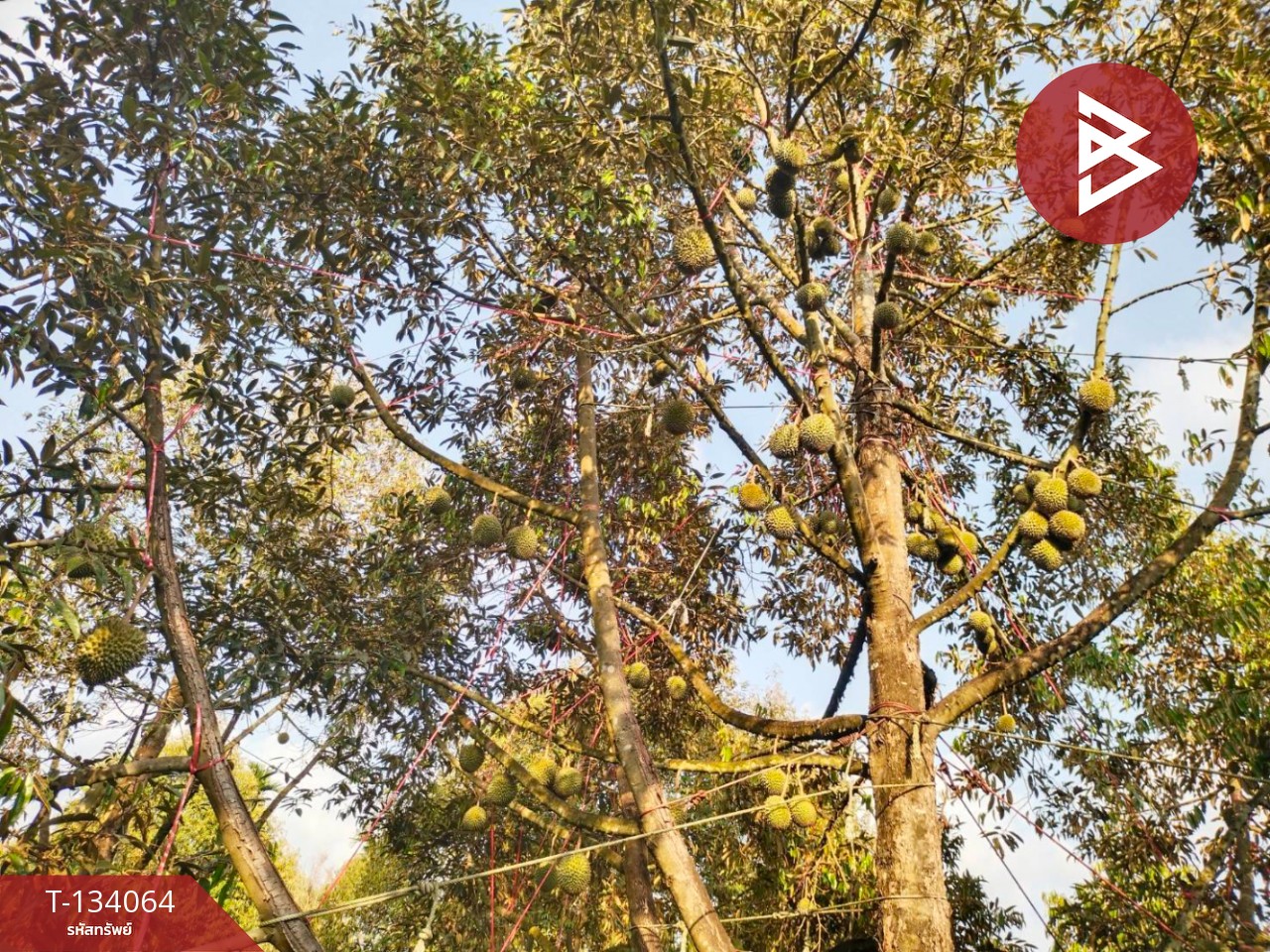 ขายที่ดิน เนื้อที่ 7 ไร่ 1 งาน 32 ตร.วา ท่าใหม่ จันทบุรี 9