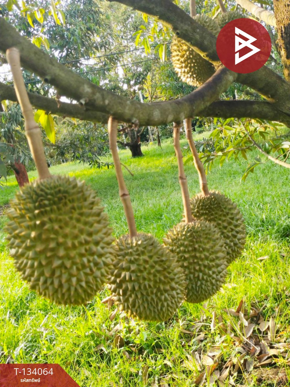 ขายที่ดิน เนื้อที่ 7 ไร่ 1 งาน 32 ตร.วา ท่าใหม่ จันทบุรี 7