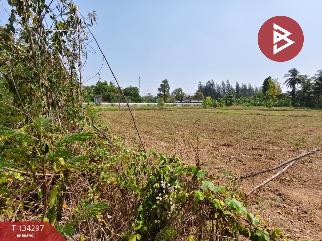 ขายที่ดิน เนื้อที่ 4 ไร่ 3 งาน 85 ตร.วา สูงเนิน นครราชสีมา 9