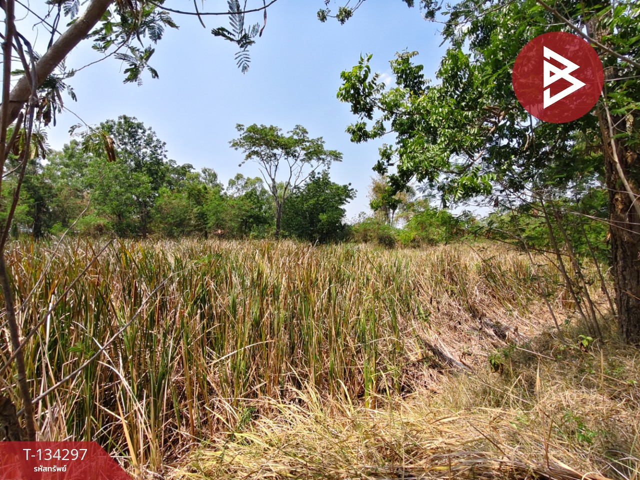 ขายที่ดิน เนื้อที่ 4 ไร่ 3 งาน 85 ตร.วา สูงเนิน นครราชสีมา 11