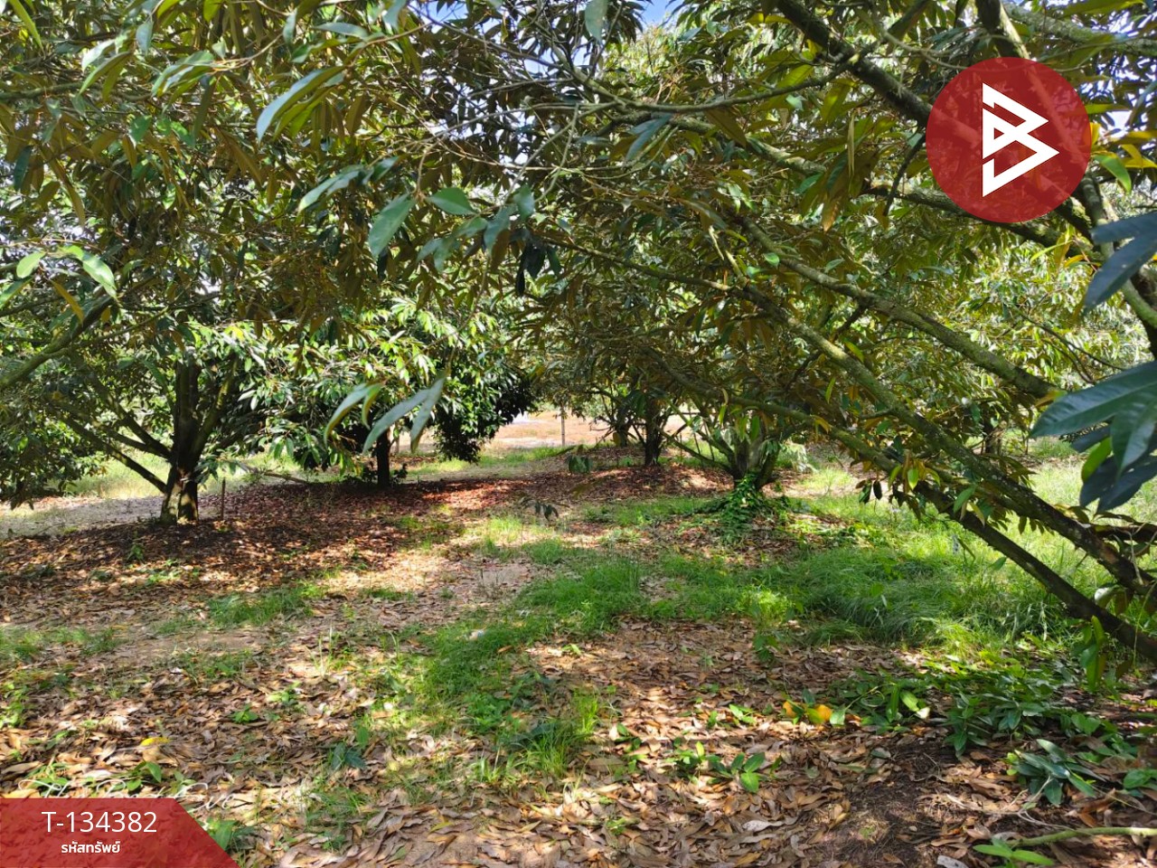 ขายที่ดินสวนทุเรียน เนื้อที่ 1 ไร่ 1 งาน 30 ตารางวา แกลง ระยอง 12