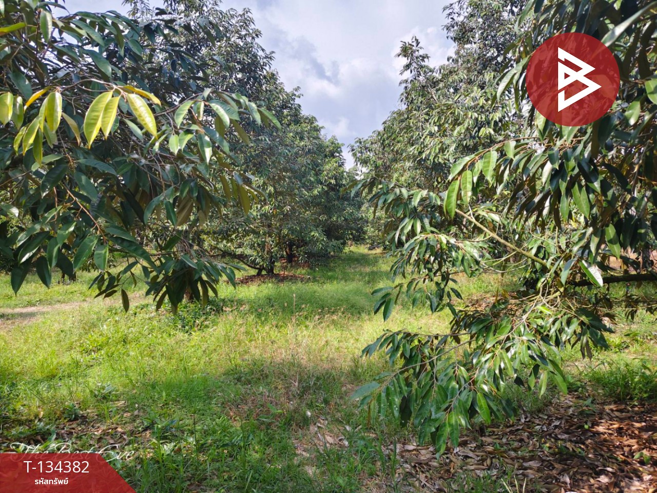 ขายที่ดินสวนทุเรียน เนื้อที่ 1 ไร่ 1 งาน 30 ตารางวา แกลง ระยอง 4