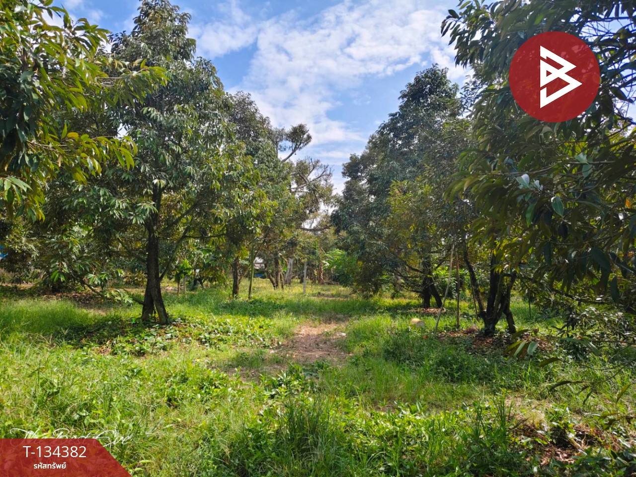 ขายที่ดินสวนทุเรียน เนื้อที่ 1 ไร่ 1 งาน 30 ตารางวา แกลง ระยอง 10