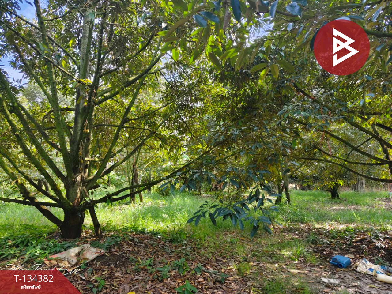 ขายที่ดินสวนทุเรียน เนื้อที่ 1 ไร่ 1 งาน 30 ตารางวา แกลง ระยอง 6