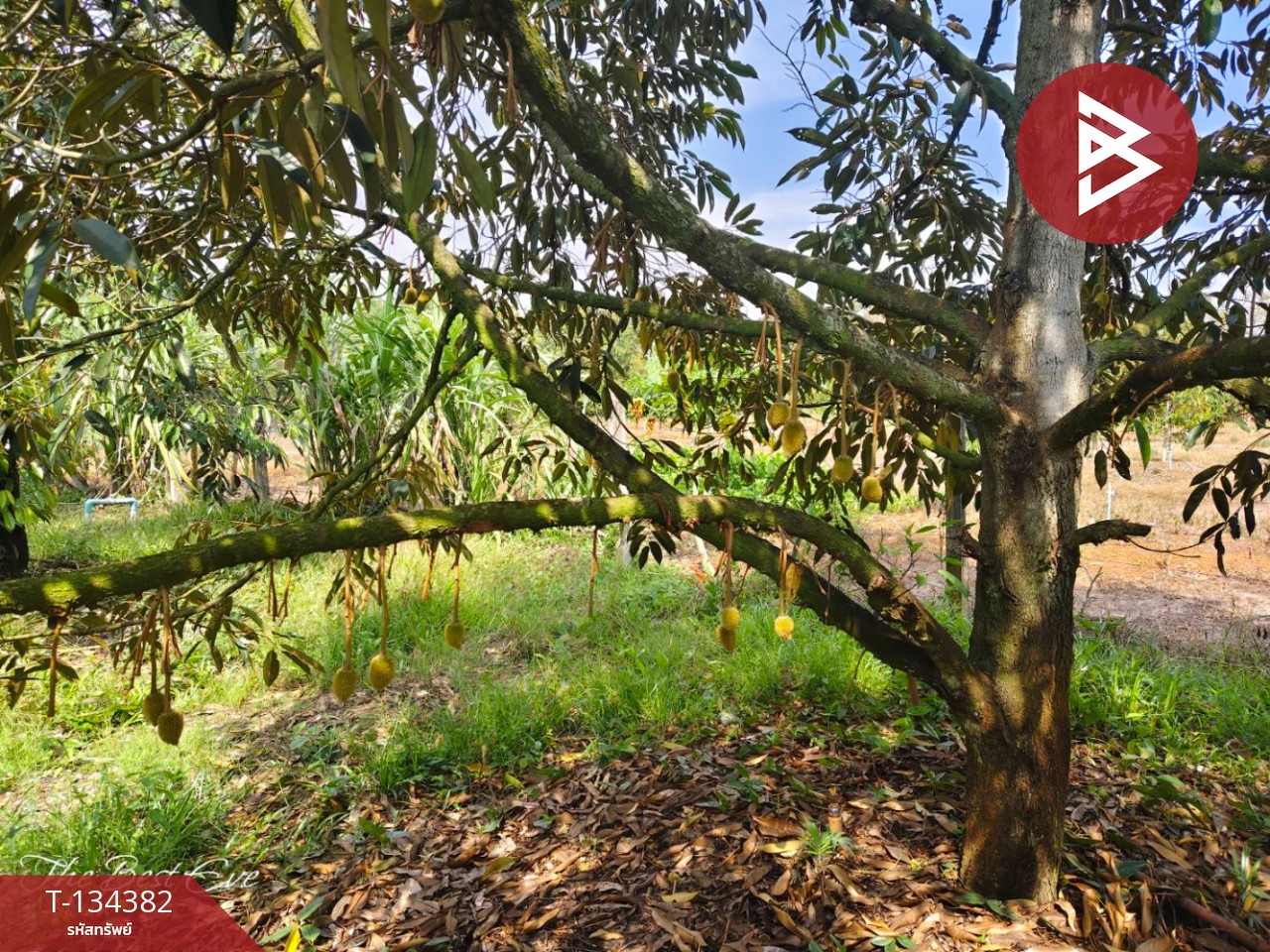 ขายที่ดินสวนทุเรียน เนื้อที่ 1 ไร่ 1 งาน 30 ตารางวา แกลง ระยอง 8