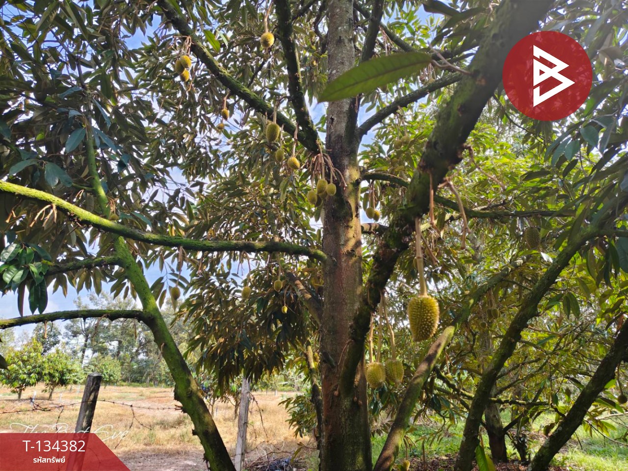 ขายที่ดินสวนทุเรียน เนื้อที่ 1 ไร่ 1 งาน 30 ตารางวา แกลง ระยอง 7