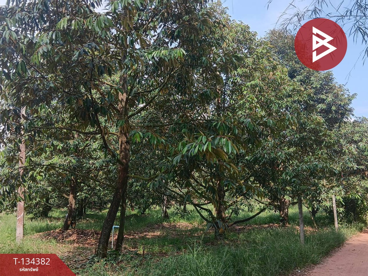 ขายที่ดินสวนทุเรียน เนื้อที่ 1 ไร่ 1 งาน 30 ตารางวา แกลง ระยอง 14