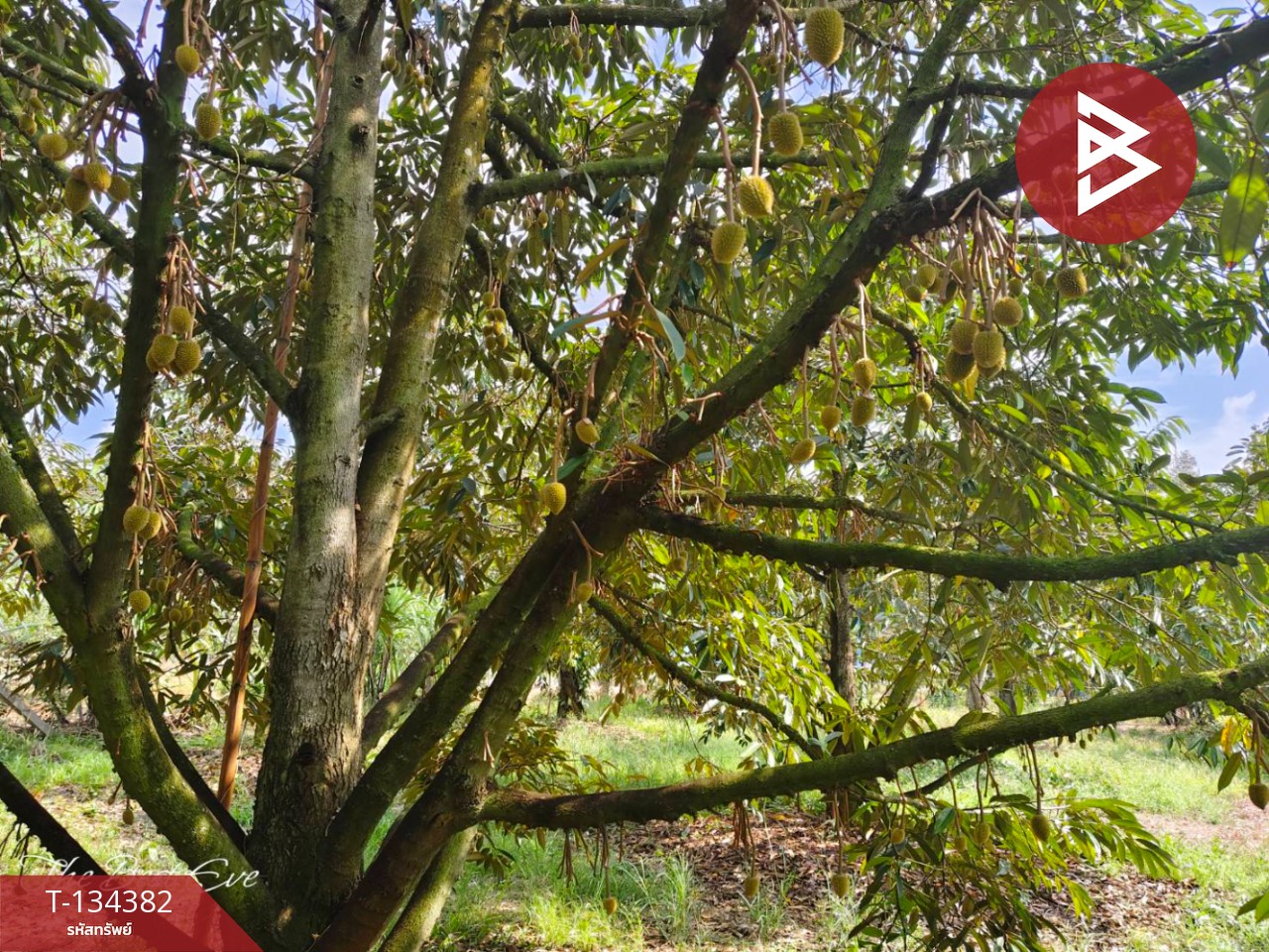 ขายที่ดินสวนทุเรียน เนื้อที่ 1 ไร่ 1 งาน 30 ตารางวา แกลง ระยอง 11