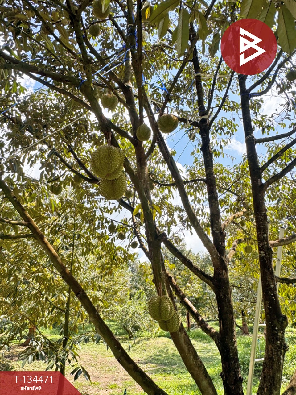 ขายที่ดิน เนื้อที่ 6 ไร่ 2 งาน 25.1 ตร.วา มะขาม จันทบุรี 2