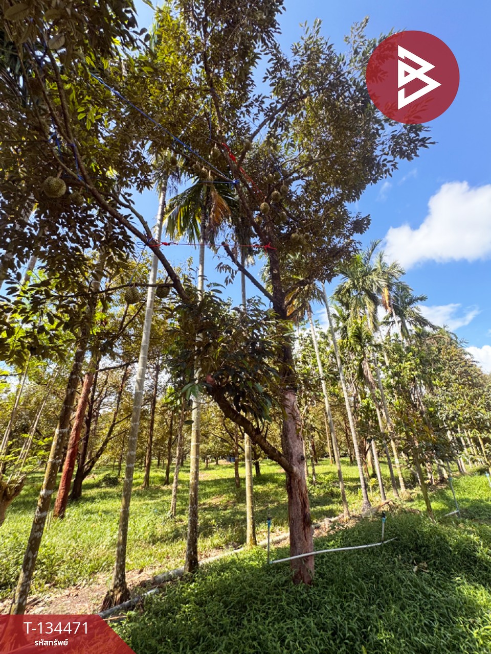 ขายที่ดิน เนื้อที่ 6 ไร่ 2 งาน 25.1 ตร.วา มะขาม จันทบุรี 3