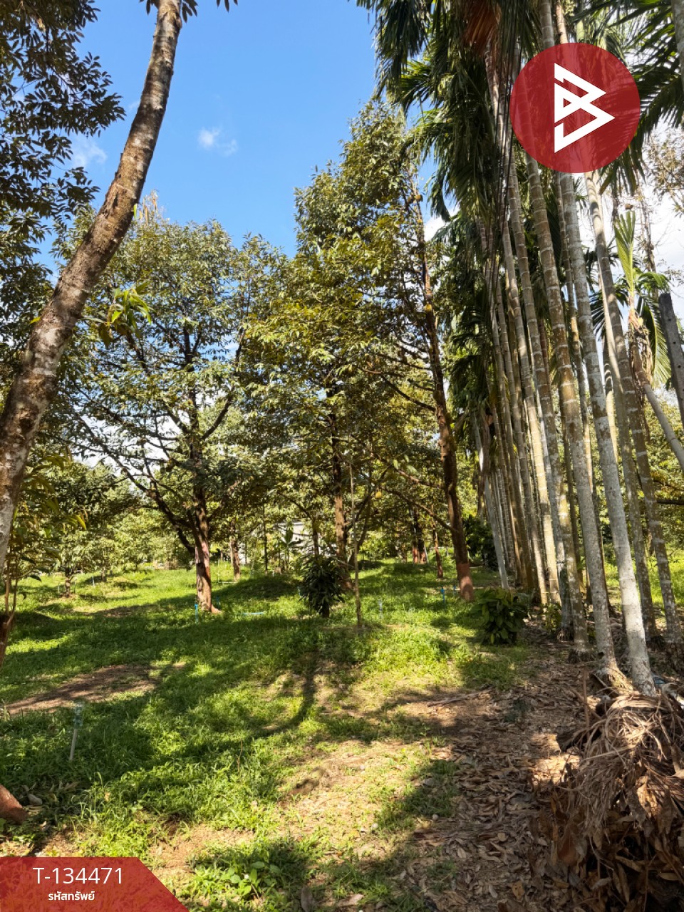 ขายที่ดิน เนื้อที่ 6 ไร่ 2 งาน 25.1 ตร.วา มะขาม จันทบุรี 7