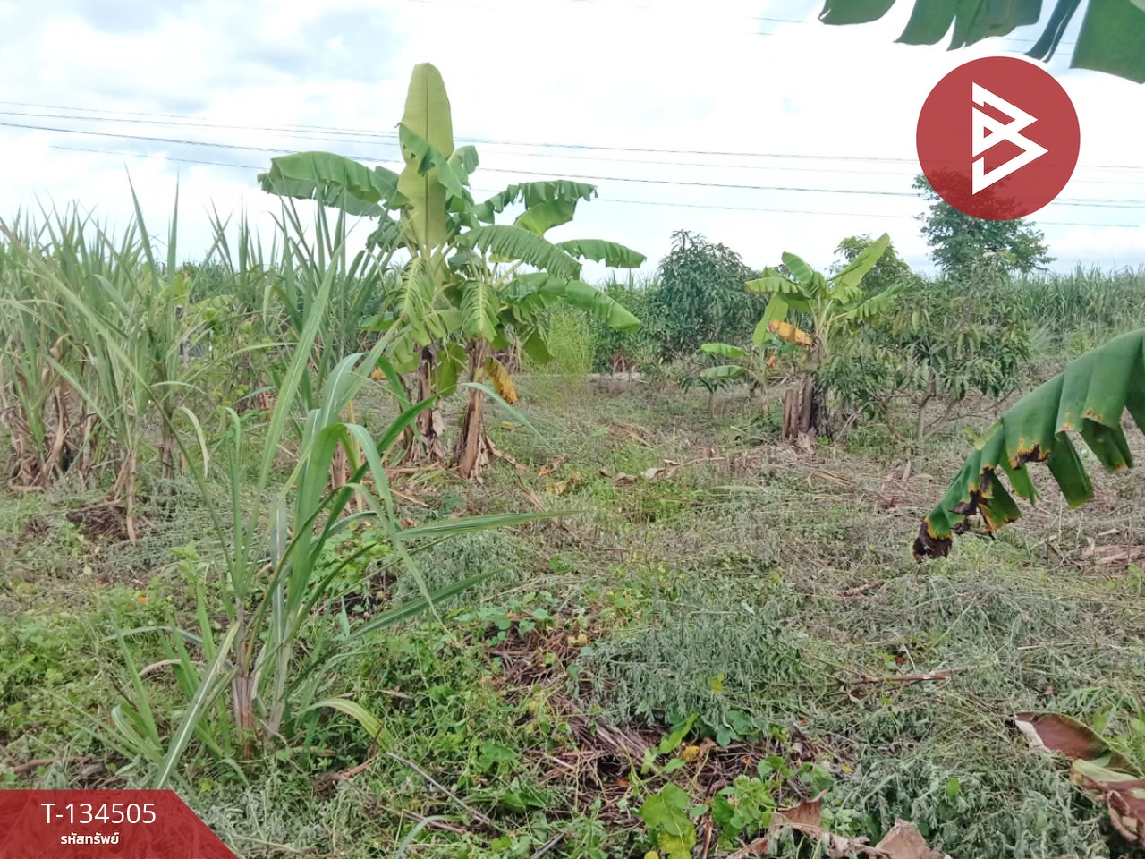 ขายที่ดิน เนื้อที่ 1 ไร่ ท่าม่วง กาญจนบุรี 4