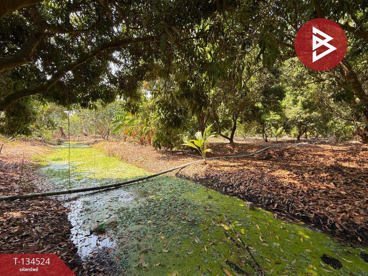 ขายที่ดิน เนื้อที่ 3 ไร่ 3 งาน 1 ตร.วา อัมพวา สมุทรสงคราม 5