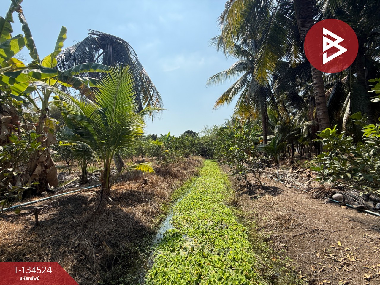 ขายที่ดิน เนื้อที่ 3 ไร่ 3 งาน 1 ตร.วา อัมพวา สมุทรสงคราม 8