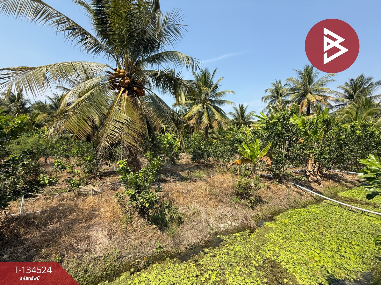 ขายที่ดิน เนื้อที่ 3 ไร่ 3 งาน 1 ตร.วา อัมพวา สมุทรสงคราม 13