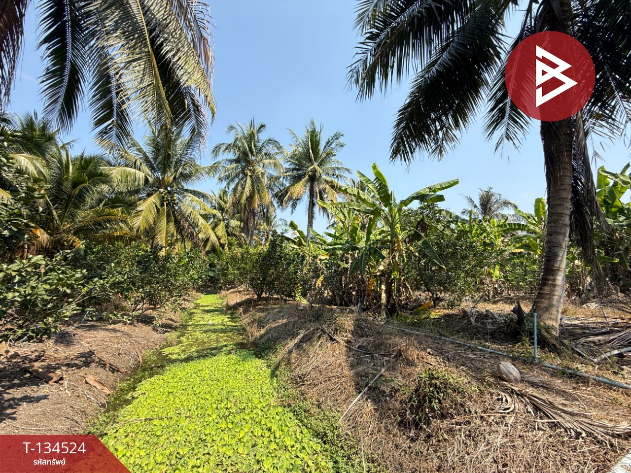 ขายที่ดิน เนื้อที่ 3 ไร่ 3 งาน 1 ตร.วา อัมพวา สมุทรสงคราม 7