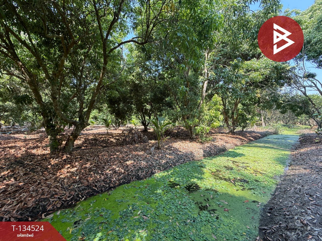 ขายที่ดิน เนื้อที่ 3 ไร่ 3 งาน 1 ตร.วา อัมพวา สมุทรสงคราม 6