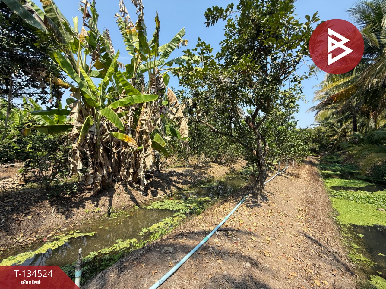 ขายที่ดิน เนื้อที่ 3 ไร่ 3 งาน 1 ตร.วา อัมพวา สมุทรสงคราม 9