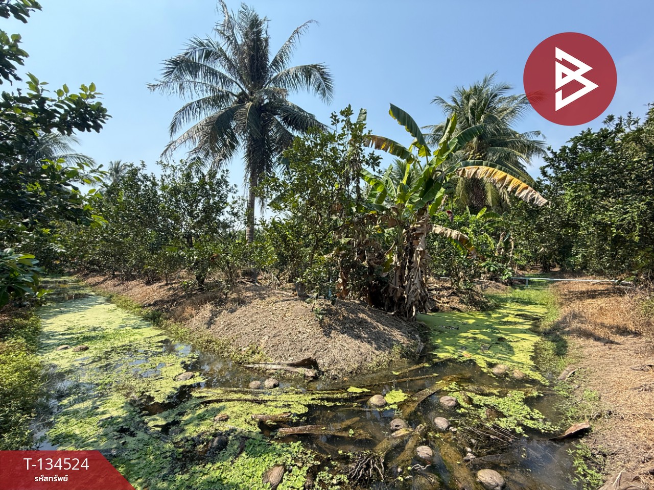 ขายที่ดิน เนื้อที่ 3 ไร่ 3 งาน 1 ตร.วา อัมพวา สมุทรสงคราม 10