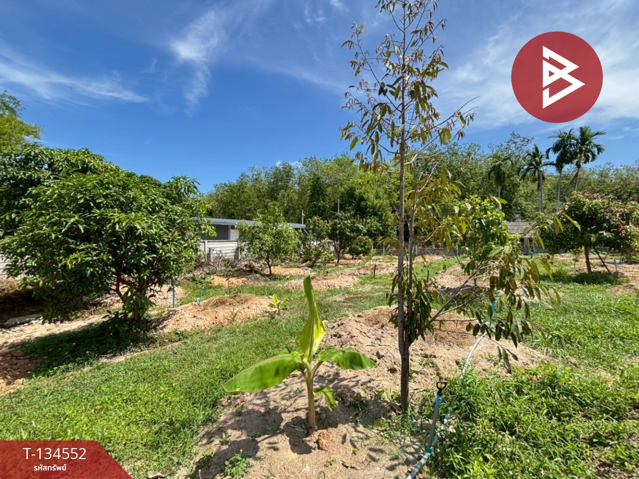 ขายที่ดินพร้อมสวน เนื้อที่ 1 ไร่ บ้านแลง ระยอง 7