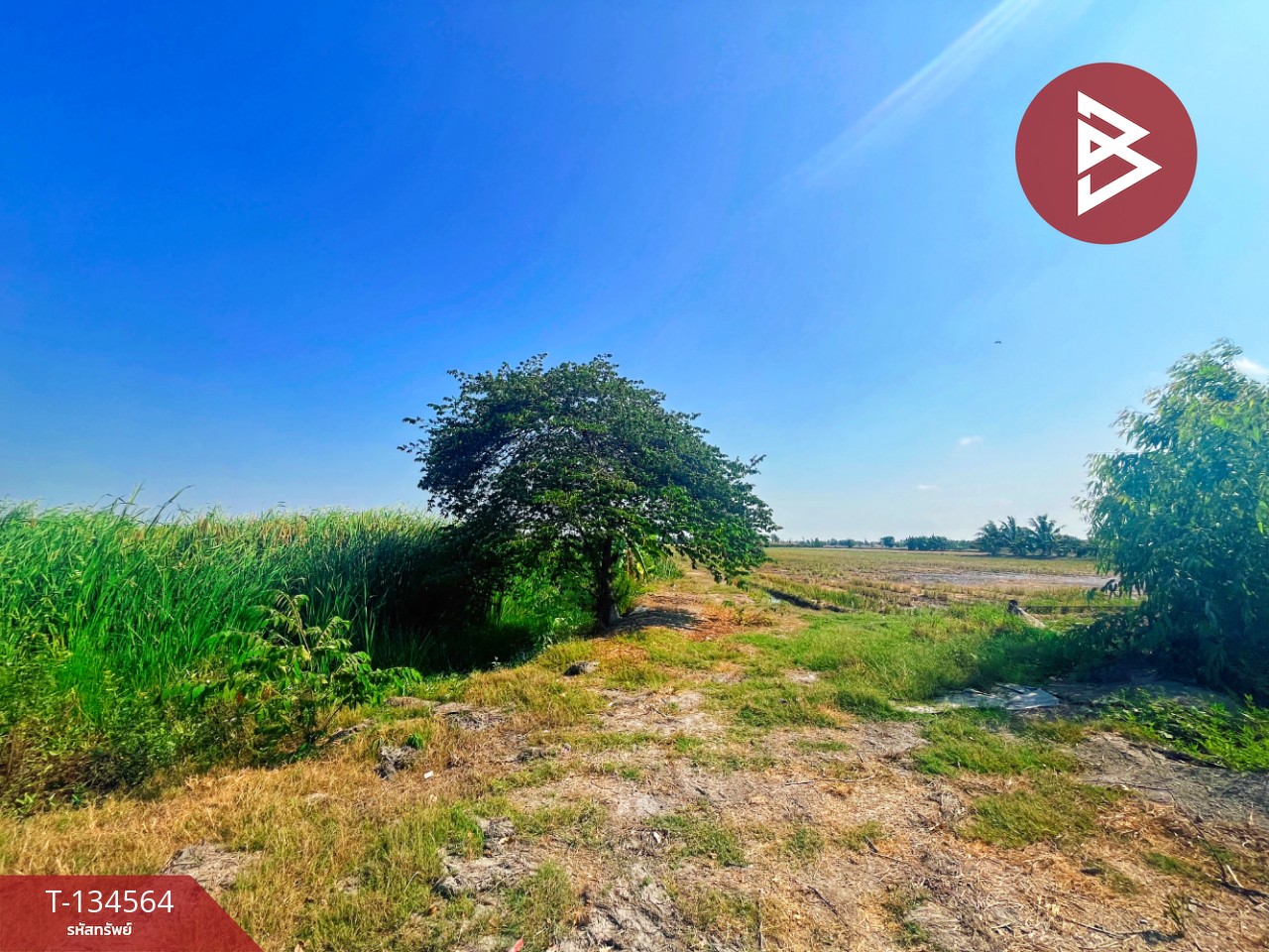 ขายที่ดิน เนื้อที่ 4 ไร่ 2 งาน 2.1 ตร.วา สองพี่น้อง สุพรรณบุรี 8