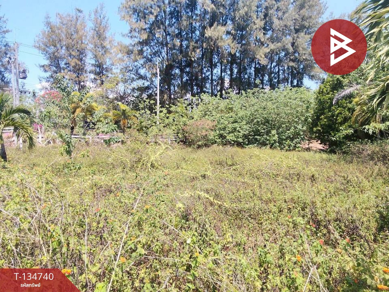 ขายที่ดิน โครงการเดอะลูฟท์ วังไทร ปากช่อง นครราชสีมา (The Luft) 2