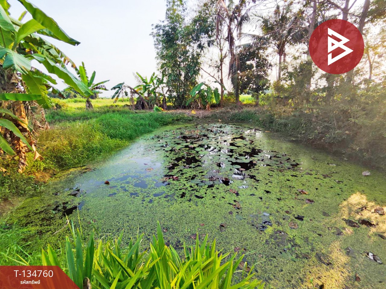 ขายบ้านเดี่ยวพร้อมที่ดิน เนื้อที่ 1 ไร่ 1 งาน 30.3 ตารางวา อ.บางมูลนาก พิจิตร 13