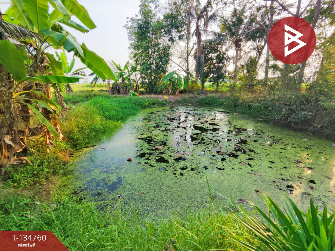 ขายบ้านเดี่ยวพร้อมที่ดิน เนื้อที่ 1 ไร่ 1 งาน 30.3 ตารางวา อ.บางมูลนาก พิจิตร 12